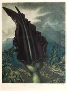 The Dragon Arum by Robert John, Dr. Thornton