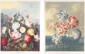 A Group Of Carnations; Roses by Robert John, Dr. Thornton