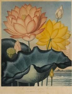 The Sacred Egyptian Bean, From The Templeof Flora