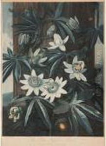 The Blue Passion Flower by Robert John, Dr. Thornton