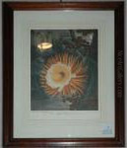 Night Blowing Cereus