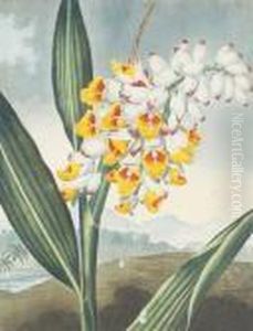 Nodding Renealmia by Robert John, Dr. Thornton