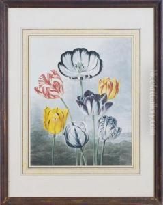 Tulips, From Temple Of Flora by Robert John, Dr. Thornton