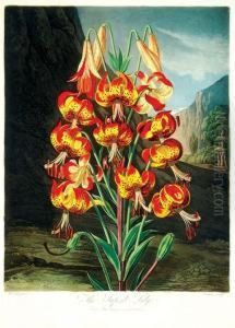 New Illustration Of The Sexual
Systemof...linnaeus, Comprehending...the Temple Of Flora... by Robert John, Dr. Thornton