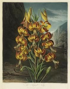 The Superb Lily, By Earlom by Robert John, Dr. Thornton