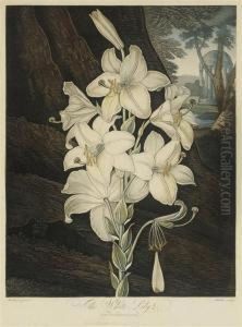 The White Lily, With Variegated-leaves