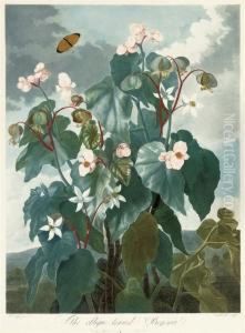 Untitled by Robert John, Dr. Thornton