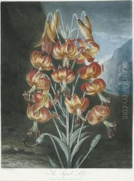 The Superb Lily, From 
The Temple Of Flora - view 1