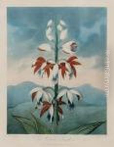 The China Limodoron, From The Temple Of Flora by Robert John, Dr. Thornton