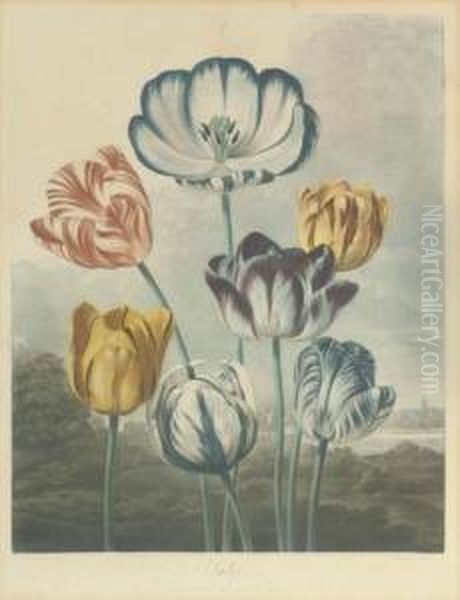Tulips, By R. Earlom - view 1