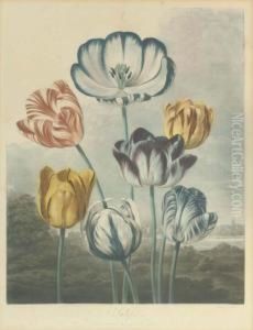 Tulips, By R. Earlom by Robert John, Dr. Thornton