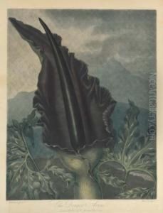 The Dragon Arum, By Ward by Robert John, Dr. Thornton
