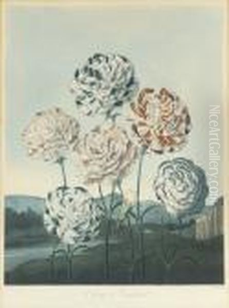 Carnations, By Caldwall - view 1