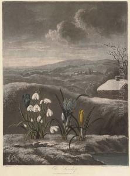 The Snowdrop; And Thou Divine Linnaeus, By W.ward And T.burke - view 1