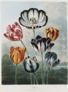 Temple Of Flora: Tulips by Robert John, Dr. Thornton
