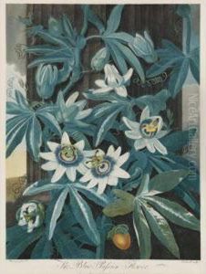 Temple Of Flora: The Blue Passion Flower by Robert John, Dr. Thornton