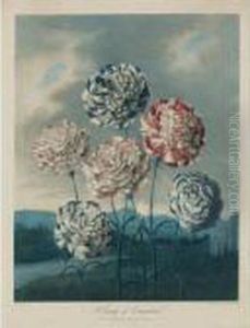 Temple Of Flora: Tulips by Robert John, Dr. Thornton
