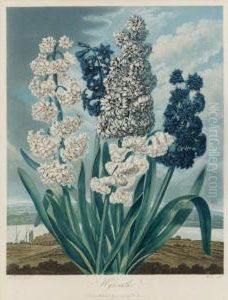 Temple Of Flora: Hyacinths