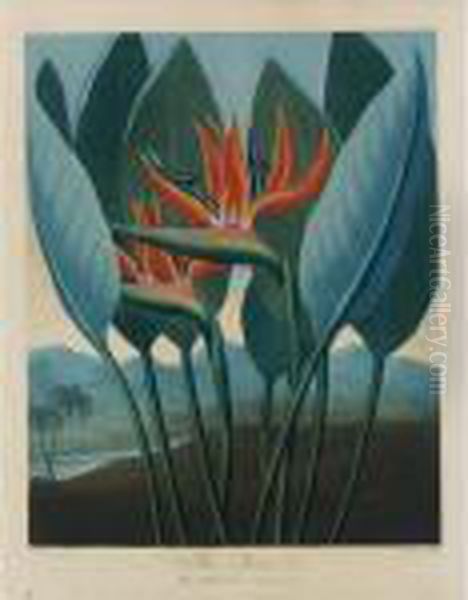 Temple Of Flora: Four Plates - view 1