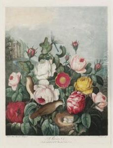 Temple Of Flora: Roses by Robert John, Dr. Thornton