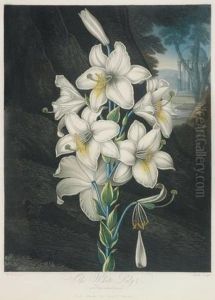 The White Lily With Variegated-leaves The White Lily With Variegated-leaves