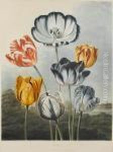 Tulips From Temple Of Flora by Robert John, Dr. Thornton