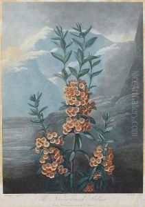 The Narrow Leaved Kalmia, From Temple Of Flora by Robert John, Dr. Thornton