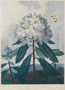The Pontic Rhododendron From Temple Of Flora