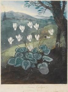 The Persian Cyclamen From Temple Of Flora by Robert John, Dr. Thornton