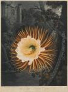 The Night Blowing Cereus From Temple Of Flora