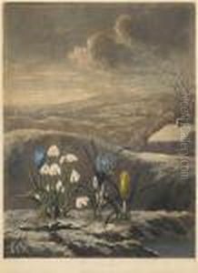 The Snowdrop From Temple Of Flora by Robert John, Dr. Thornton