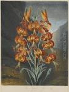 The Superb Lily From Temple Of Flora