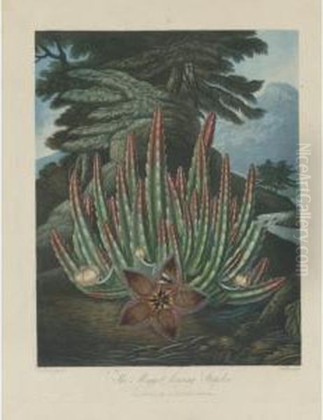 Dragon Arum, Maggot-bearing Stapelia And American Bog Plants - view 1