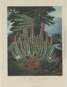 Dragon Arum, Maggot-bearing Stapelia And American Bog Plants by Robert John, Dr. Thornton