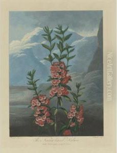 The Blue-winged Passion Flower And The Narrow-leaved Kalmina by Robert John, Dr. Thornton