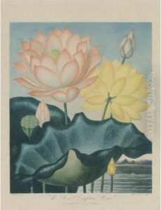 The Winged-passion Flower, And The Sacred Egyptian Bean The Winged-passion Flower, And The Sacred Egyptian Bean
