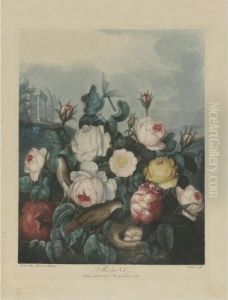 Temple Of Flora: Roses by Robert John, Dr. Thornton