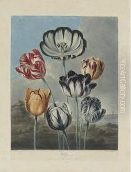 Temple Of Flora: Tulips - view 1