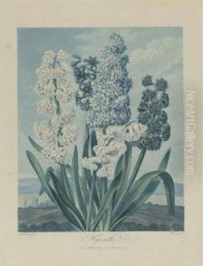 Temple Of Flora: Hyacinths by Robert John, Dr. Thornton