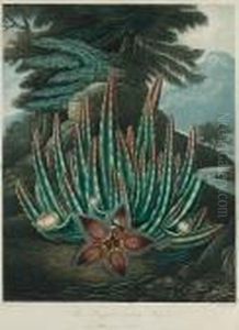 The Maggot'bearing Stapelia