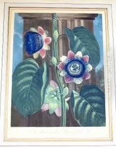 The Quadrangular Passion Flower by Robert John, Dr. Thornton