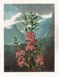 The Temple Of Flora: The Narrow-leaved Kalmia by Robert John, Dr. Thornton
