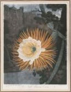 Temple Of Flora: The Night Blooming Cereus