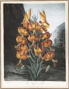 Temple Of Flora: The Superb Lily by Robert John, Dr. Thornton
