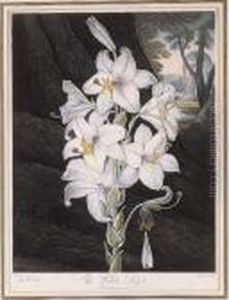 Temple Of Flora: The White Lily by Robert John, Dr. Thornton