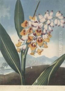 Temple Of Flora: The Nodding Renealmia by Robert John, Dr. Thornton