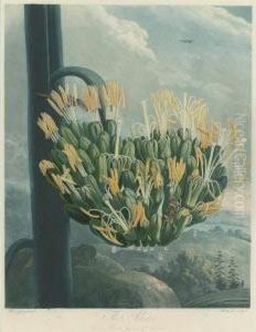 Temple Of Flora: The Aloe