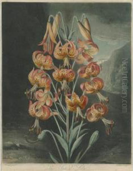 Temple Of Flora: The Superb Lily - view 1
