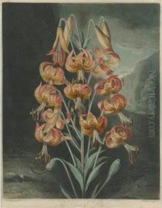 Temple Of Flora: The Superb Lily by Robert John, Dr. Thornton