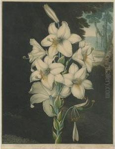 Temple Of Flora: White Lily by Robert John, Dr. Thornton